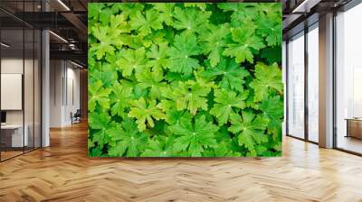 Green leaves background of Bigroot Geranium, Rotsooievaarsbek in the garden, Geranium macrorrhizum is a species of hardy flowering herbaceous perennial plant, Nature leaf pattern texture background Wall mural