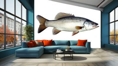 Fresh asian sea bass, barramundi isolated white background Wall mural