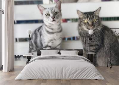 2 friends cats. American short hair tabby and persian cat sitting and looking. Blurred background. Wall mural