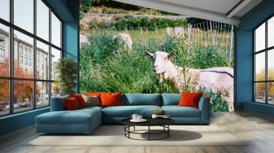 goat in the meadow Wall mural