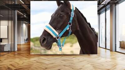 Portrait of brown horse in a nature. Wall mural