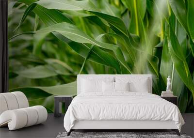 Corn leaves close up, idea of food production and agriculture. Wall mural