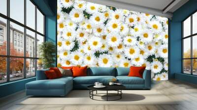 daisies fresh flowers, top view Wall mural