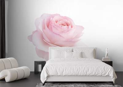 single rose flower in pastel pink, isolated, png format Wall mural