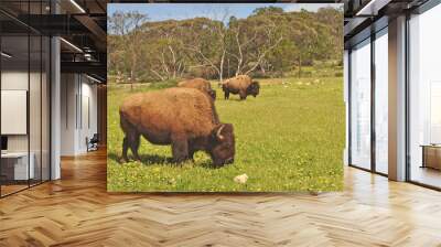 Bison in national park, Australia. Wall mural