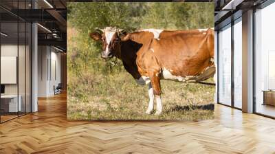 A dairy brown cow grazing in a meadow on a sunny day, looking at camera. Wall mural