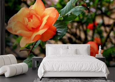 Close-up photo of a large orange rose with raindrops on a blurred green background Wall mural