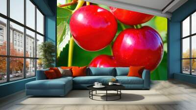 closeup of red fresh cherries for harvest with sunlight  Wall mural