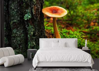 Edible mushroom growing in moss near a tree trunk in the forest Wall mural