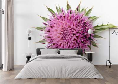 Milk thistle flower isolated on the white background, top view  Wall mural