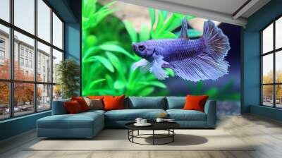 Male Dumbo Betta Fish Wall mural