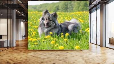 Eurasier dog lying in a meadow with dandelions in spring Wall mural