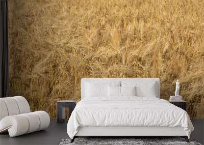 Sunny gold wheat grain close-up. Yellow barley textured background. Agriculture gathering in crops summer time Wall mural