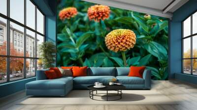 Beautiful queen lime orange flowers growing in an outdoor garden space. Wall mural