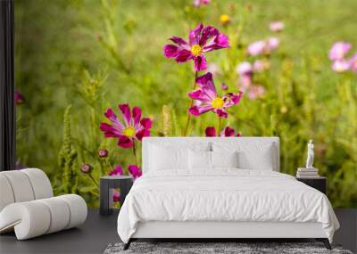 Cosmos flowers blowing in the breeze in a field. Wall mural