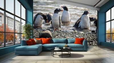 Gentoo penguins (Pygoscelis papua), Antarctica Wall mural