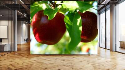 red delicious apples Wall mural