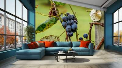 Purple grapes hanging on an arbor. Wall mural