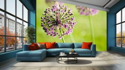 purple round shape flowers against green grass Wall mural