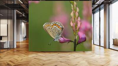 Common blue butterfly on a pink flower closed wings Wall mural