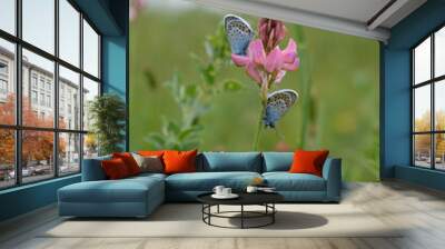 Two common blue butterfly on a pink flower closed wings Wall mural