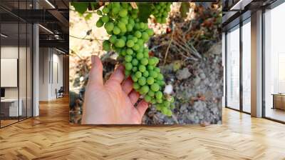 A bunch of unripe green grapes in a woman's hand. The grapes are in the ripening stage.  Wall mural