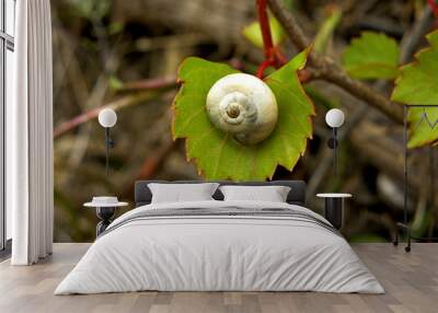 Grape snail . Clam sits on a grape leaf Wall mural