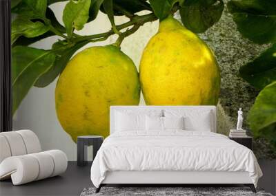 two lemons on a branch Wall mural