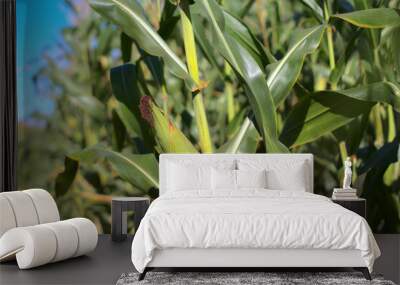 corn in the field, agriculture. Wall mural