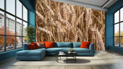 Golden wheat field ready to harvest Wall mural