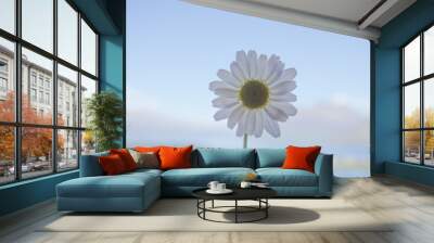 daisy flower background montains garden Wall mural