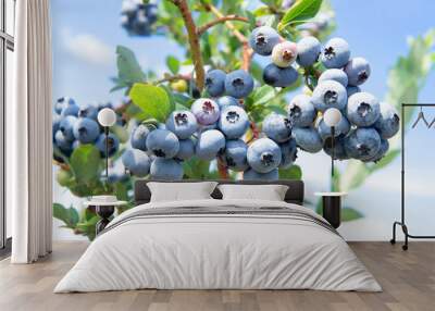 Blueberry bush with green and blue berries Wall mural