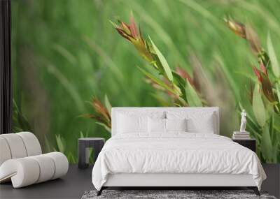 ornamental grass on green background Wall mural