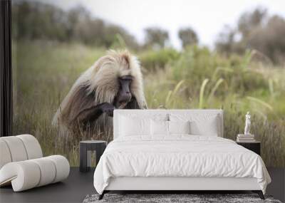 Gelada baboon in Simien mountainsg Wall mural