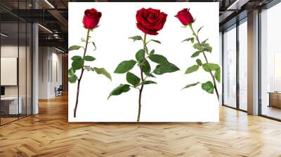 Set of three beautiful vivid red roses on long stems with green leaves isolated on white background. Wall mural