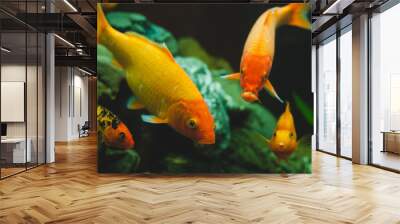 Gold aquarium fishes Carassius auratus swimming in fresh water Wall mural