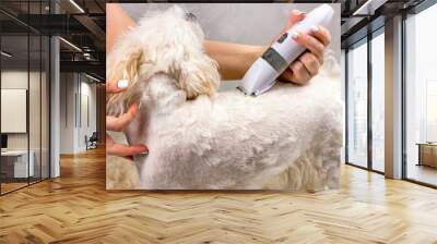 White Maltese dog standing on a table for grooming while trimmed by electrical pet hair trimmer in woman hand. Wall mural