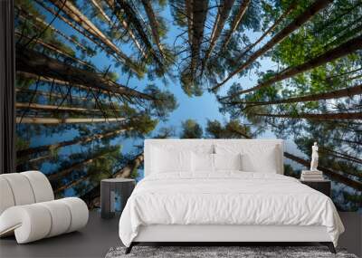 Forest canopy viewed from below With green tree tops against a clear blue sky Emphasizing nature's beauty and tranquility. Wall mural