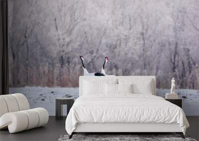 Dancing pair of Red-crowned crane with open wing in flight, with snow storm, Hokkaido, Japan Wall mural