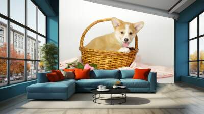 A cute Welsh corgi puppy is sitting in a basket, with flowers isolated on a white background. cute pets concept Wall mural