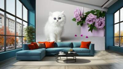 British Longhair white cat on a light gray background. Silver chinchilla color. Cute kitten play with flowers. Lilac roses in a wooden box. Wall mural