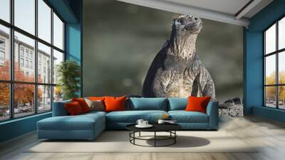 Galapagos Marine iguana basking in the sun. Proud and funny face expression. Wall mural