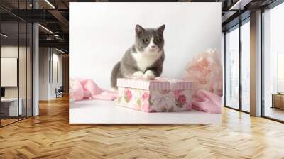 gray British cat holding present gift box Wall mural