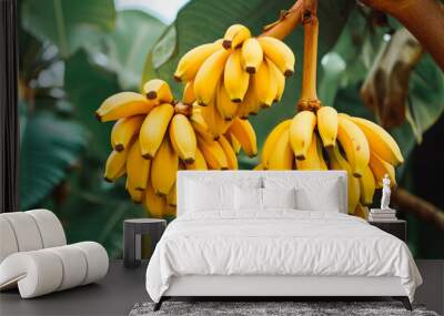 Clusters of banana fruits on trees. Wall mural