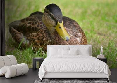 Duck sitting on grass Wall mural