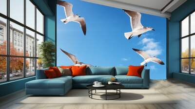 Seagulls flying in blue sky Wall mural