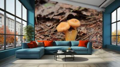 two yellow mushroom chanterelles portrait. in the forest and grass are rising chanterelles. edible mushroom. collect mushrooms in the forest. eating delicious mushrooms is good for health Wall mural