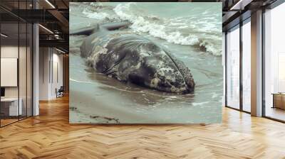 The whale washed ashore. The whale washed up on the beach. Shore of the sea, ocean. Coast with a beached whale Wall mural