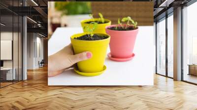 Yellow and pink plant pots with freshly planted basil seedlings with the yellow pot being held by manicured hand with pink nails on a white table  Wall mural