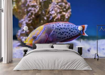 Bright beautiful fish Queen coris, Coris formosa swimming in aquarium. Tropical fish on the background of aquatic coral reef in oceanarium pool Wall mural